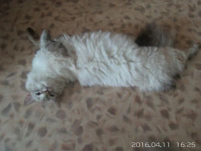 Лот: 8330038. Фото: 1. Кошечка Жардин. Кошки, котята