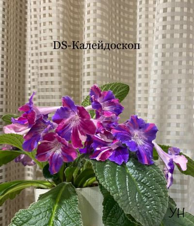 Лот: 25621775. Фото: 1. Стрептокарпус DS-Калейдоскоп. Горшечные растения и комнатные цветы