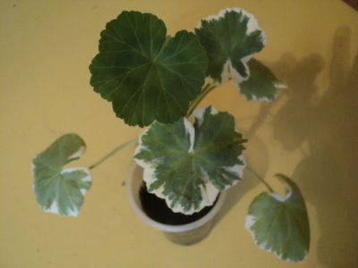 Лот: 1153418. Фото: 1. Пеларгония (герань) с белой каймой. Горшечные растения и комнатные цветы