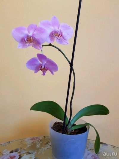 Лот: 12794655. Фото: 1. Орхидея фаленопсис розовая с фото. Горшечные растения и комнатные цветы