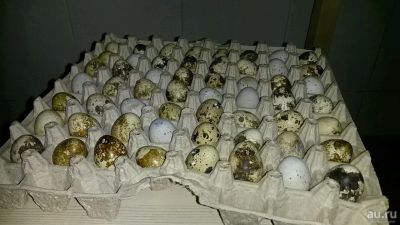Лот: 13638291. Фото: 1. Перепелиные яйца.Домашние. Мясо, птица, яйцо