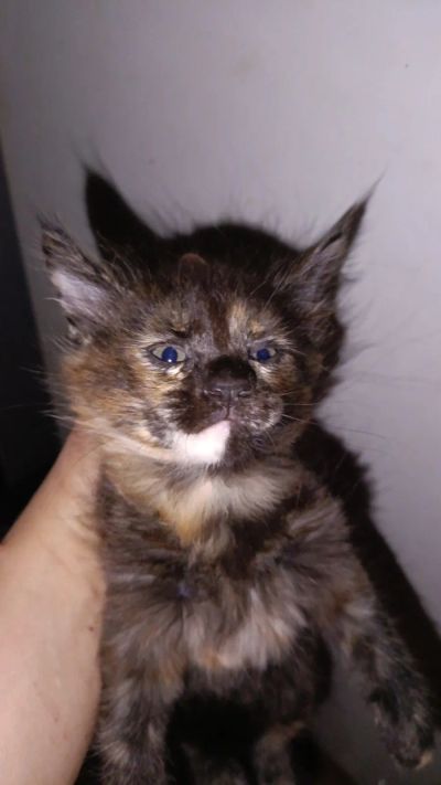 Лот: 25776280. Фото: 1. Котята мейн кун. Кошки, котята