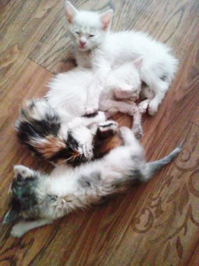 Лот: 7631102. Фото: 1. Котенок. Кошки, котята