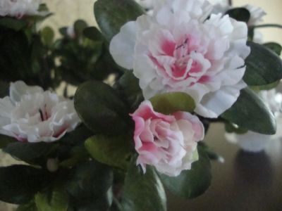 Лот: 2975673. Фото: 1. Азалия. Аксессуары