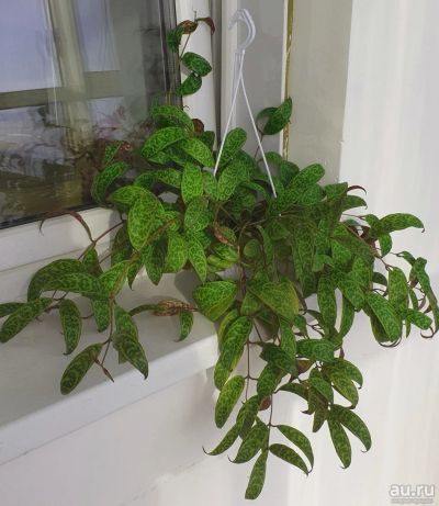 Лот: 17359169. Фото: 1. Эсхинантус мраморный (Aeschynanthus... Горшечные растения и комнатные цветы