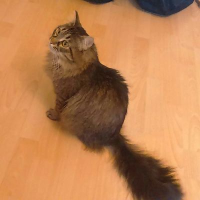 Лот: 9055323. Фото: 1. Красивейший кот в добрые руки. Кошки, котята