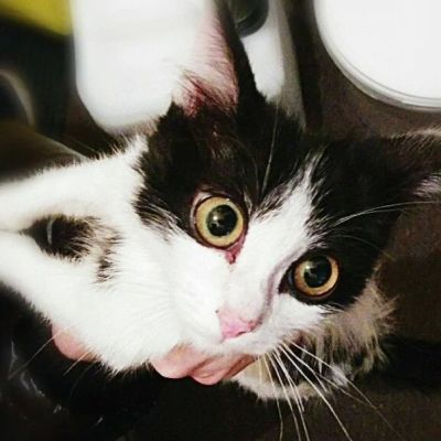 Лот: 4960701. Фото: 1. Очень ласковый котенок!. Кошки, котята
