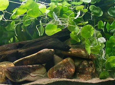 Лот: 6500968. Фото: 1. Щитолистник белоголовый (Hydrocotyle... Водные растения