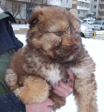 Лот: 13022175. Фото: 1. Девочка, 2 месяца, будет очень... Собаки, щенки