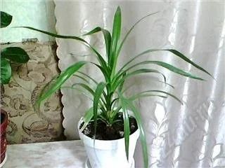 Лот: 131308. Фото: 1. Панданус. Горшечные растения и комнатные цветы
