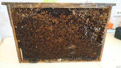 Лот: 14839365. Фото: 1. Перга (медовая рамка с пергой... Мёд, продукты пчеловодства