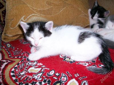 Лот: 1056146. Фото: 1. Отдам котят. Остальные животные