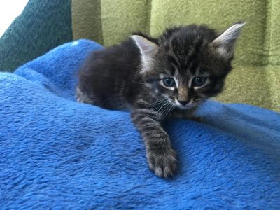 Лот: 7724833. Фото: 1. Отдам котят! Срочно!. Кошки, котята