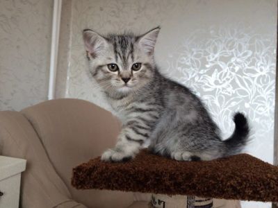 Лот: 4235465. Фото: 1. Котенок шотландский прямоухий... Кошки, котята