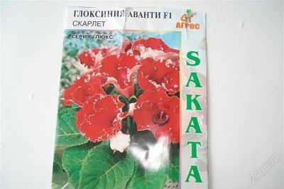 Лот: 1121299. Фото: 1. сеянец глоксинии скарлет. Горшечные растения и комнатные цветы