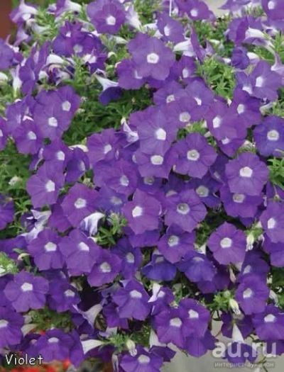 Лот: 13471569. Фото: 1. Петуния вегетативная Blanket violet. Садовые цветы