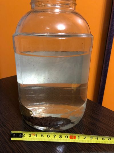 Лот: 25897549. Фото: 1. Сомики 2 шт. Рыбки