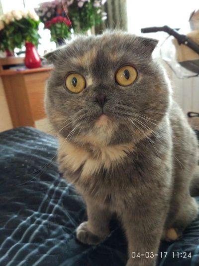 Лот: 10043394. Фото: 1. Отдам в хорошие руки Шотландскую... Кошки, котята