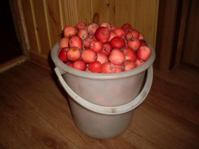 Лот: 6272715. Фото: 1. Продам вкусные сочные ранетки. Овощи, фрукты, зелень