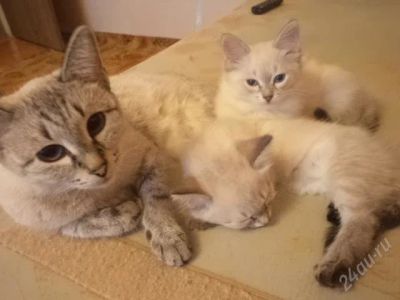 Лот: 2714709. Фото: 1. Отдам только в добрые руки балинеза... Кошки, котята