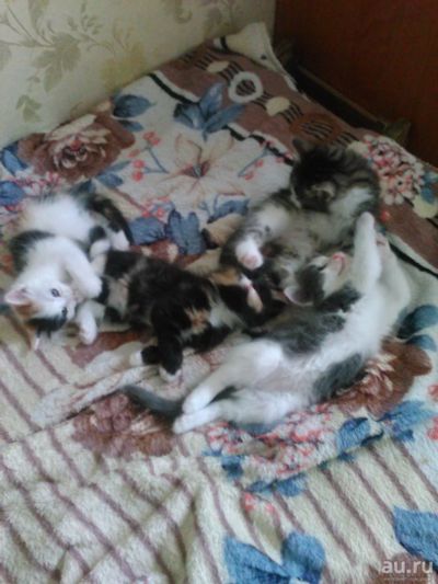 Лот: 14285143. Фото: 1. Котята. Кошки, котята