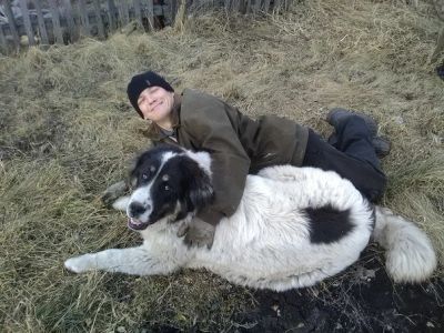 Лот: 11702475. Фото: 1. Щенок пиренейский мастиф. Собаки, щенки