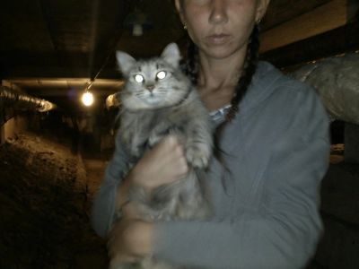 Лот: 4287215. Фото: 1. Кошка Маня!. Кошки, котята