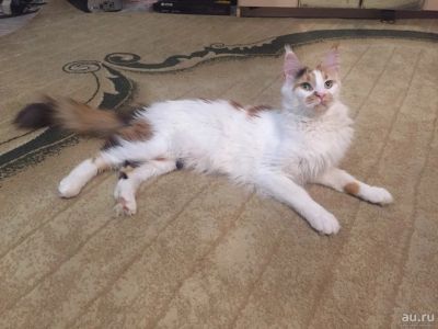 Лот: 13838501. Фото: 1. Мейн-Кун кошка. Кошки, котята