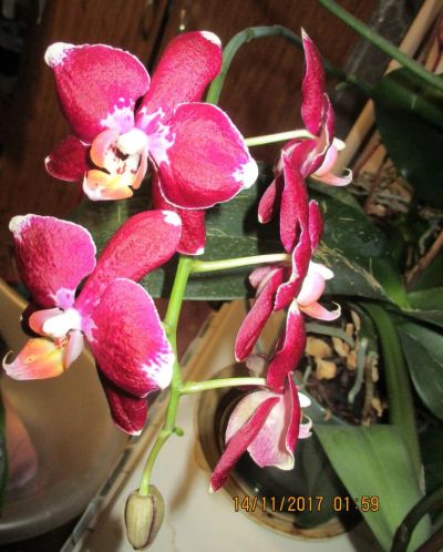 Лот: 11311899. Фото: 1. Орхидея фаленопсис бурно цветущая... Горшечные растения и комнатные цветы