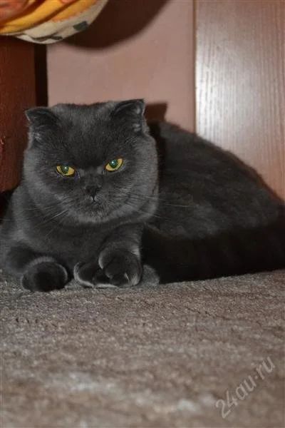 Лот: 2294005. Фото: 1. Шотландские котята. Кошки, котята