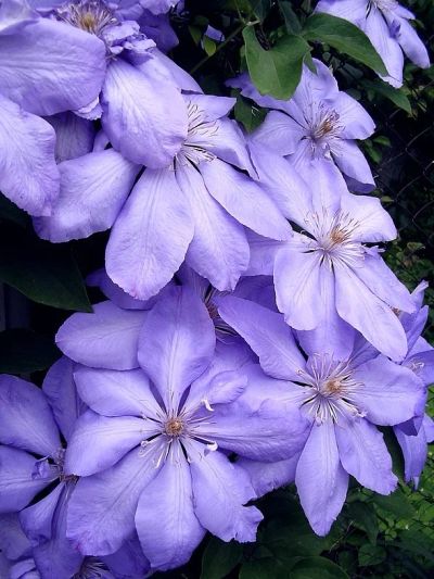 Лот: 11167604. Фото: 1. Клематис Mrs Cholmondeley лот... Садовые цветы