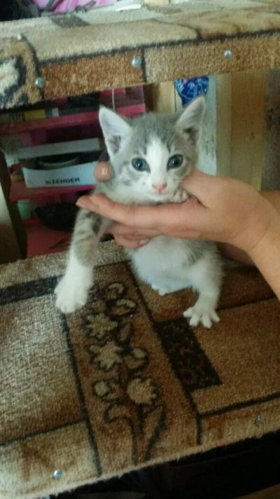 Лот: 12109633. Фото: 1. Котенок. Кошки, котята
