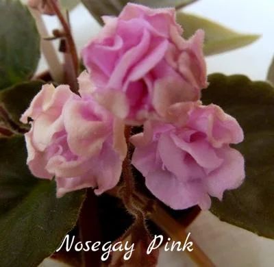 Лот: 6047474. Фото: 1. Фиалка сортовая Nosegay Pink(детка... Горшечные растения и комнатные цветы