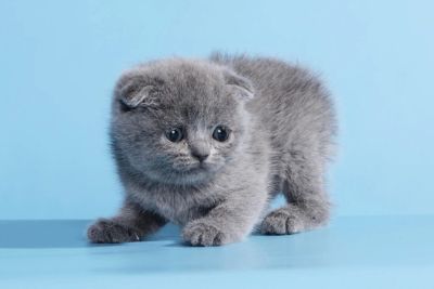 Лот: 7767242. Фото: 1. Шотландские плюшевые котята ,с... Кошки, котята