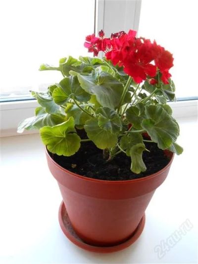 Лот: 2751661. Фото: 1. Пеларгония (герань) красная. Горшечные растения и комнатные цветы