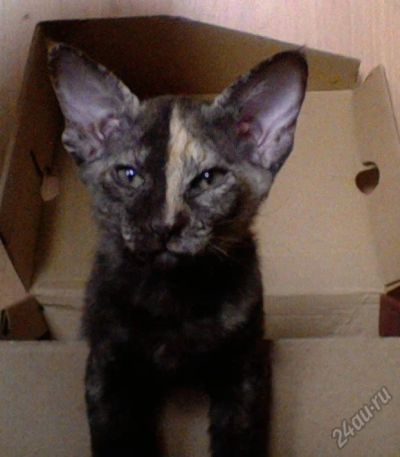 Лот: 5388474. Фото: 1. сфинкс велюр петерболд. Кошки, котята
