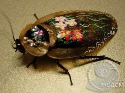 Лот: 89227. Фото: 1. Таракан тропический гигантский... Остальные животные