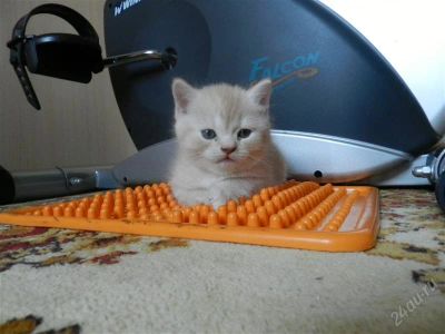 Лот: 2035666. Фото: 1. Британские котята. Кошки, котята