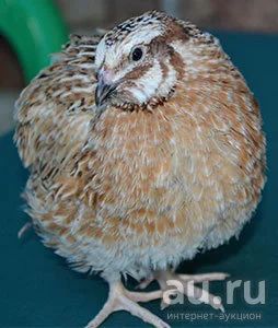 Лот: 9543373. Фото: 1. Перепел маньчжурский золотистый... Птицы