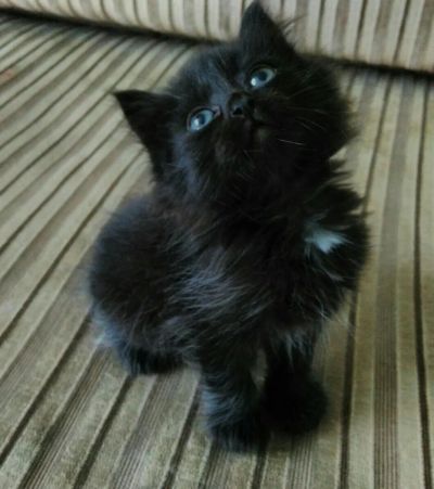 Лот: 6980960. Фото: 1. Отдам в хорошие ручки котеночка... Кошки, котята