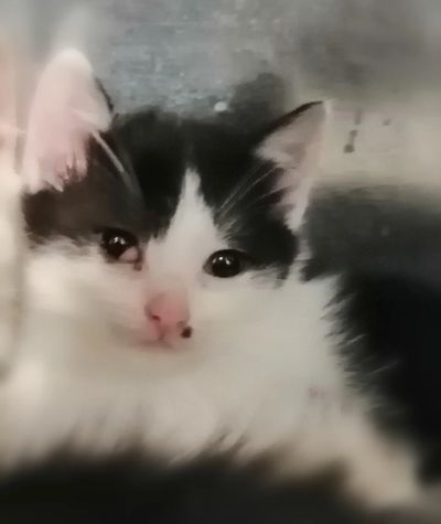 Лот: 16813949. Фото: 1. Котёнок по имени Буся ищет дом... Кошки, котята