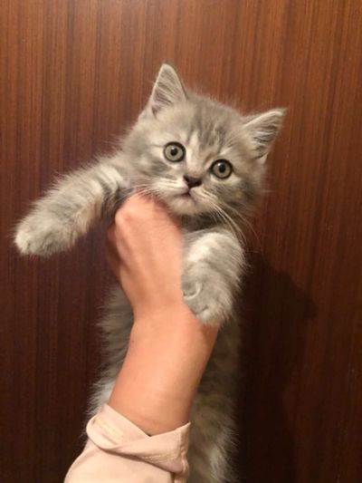 Лот: 11962501. Фото: 1. шотландский котёнок. Кошки, котята