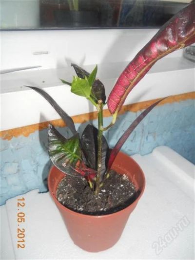 Лот: 1812624. Фото: 1. Кротон Мамми. Горшечные растения и комнатные цветы