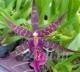 Лот: 1167492. Фото: 1. орхидея Brassidium Red-Miltassia... Горшечные растения и комнатные цветы
