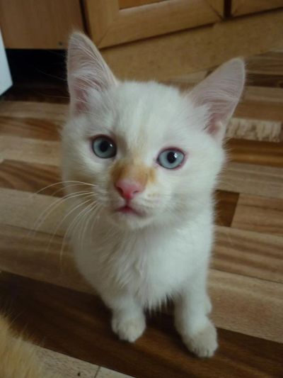 Лот: 4018913. Фото: 1. Котенок красивенький голубоглазый... Кошки, котята