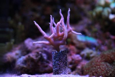Лот: 5157079. Фото: 1. Сериатопора (Seriatopora hystrix... Моллюски, ракообразные, кораллы