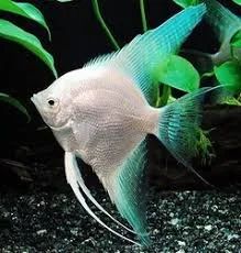 Лот: 16215745. Фото: 1. Скалярия «Голубая платина» (Pterophyllum... Рыбки