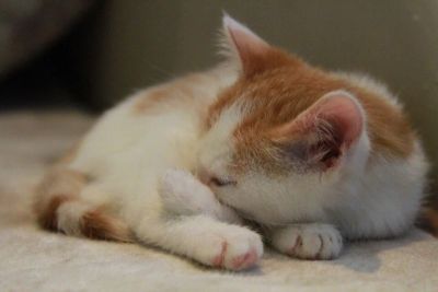 Лот: 8563366. Фото: 1. Бело-рыжая Кошечка. Кошки, котята