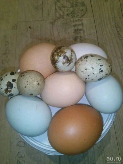 Лот: 10527352. Фото: 1. Продам Инкубационное яйцо пород... Птицы