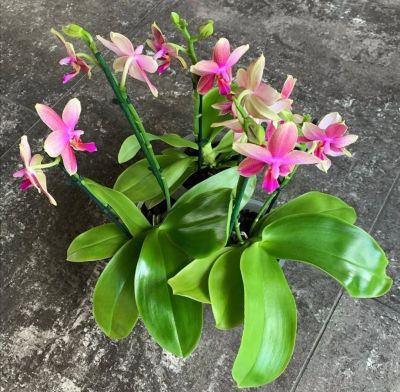 Лот: 15560507. Фото: 1. Орхидея Фаленопсис. Горшечные растения и комнатные цветы